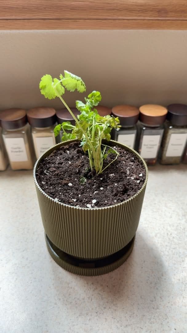3D printed ribbed planter with cilantro growing, spice rack in background