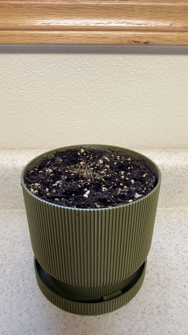 3D printed ribbed planter pot with saucer in olive green